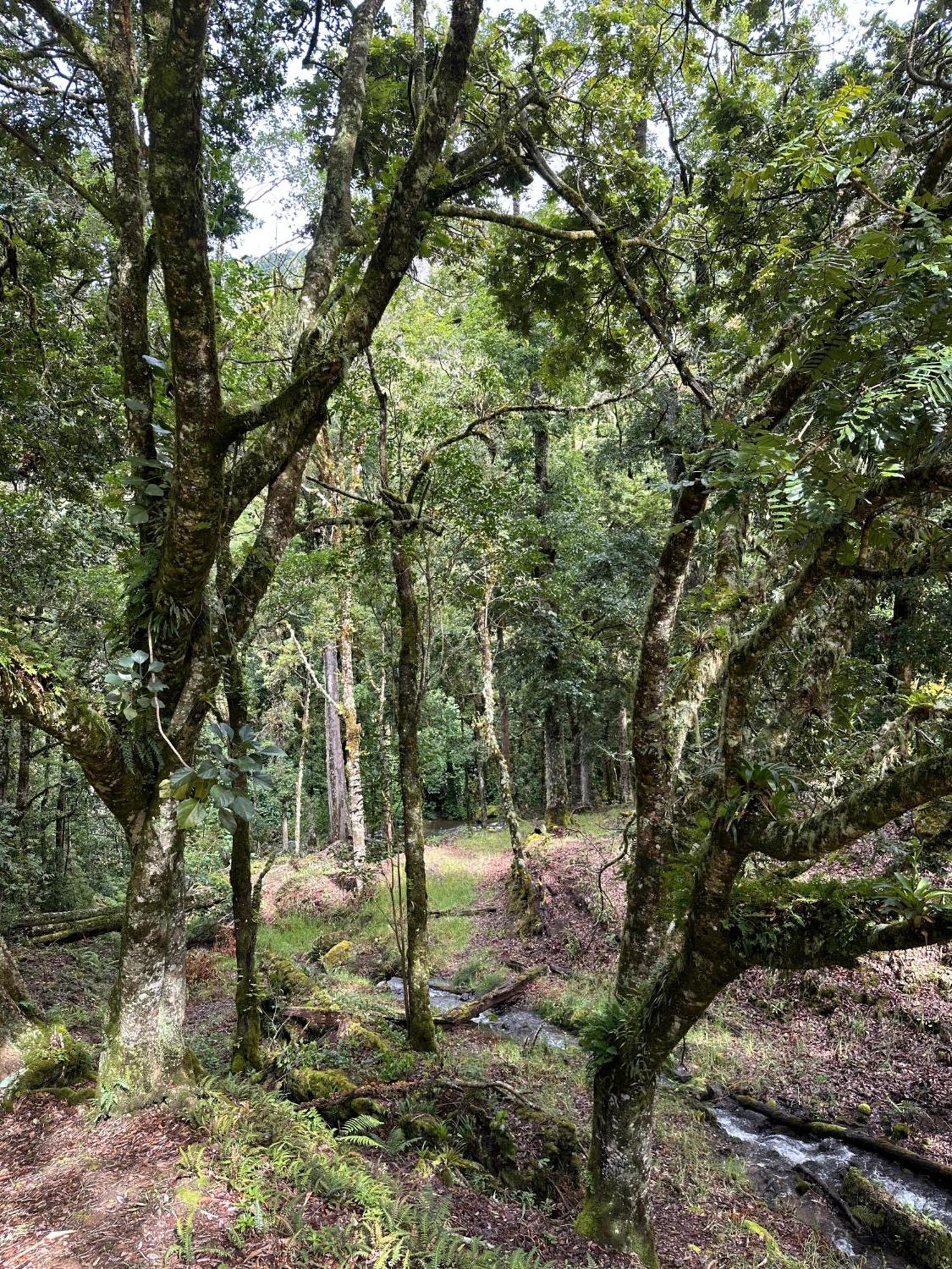 Entre Arboles Lodge San Gerardo de Dota Luaran gambar