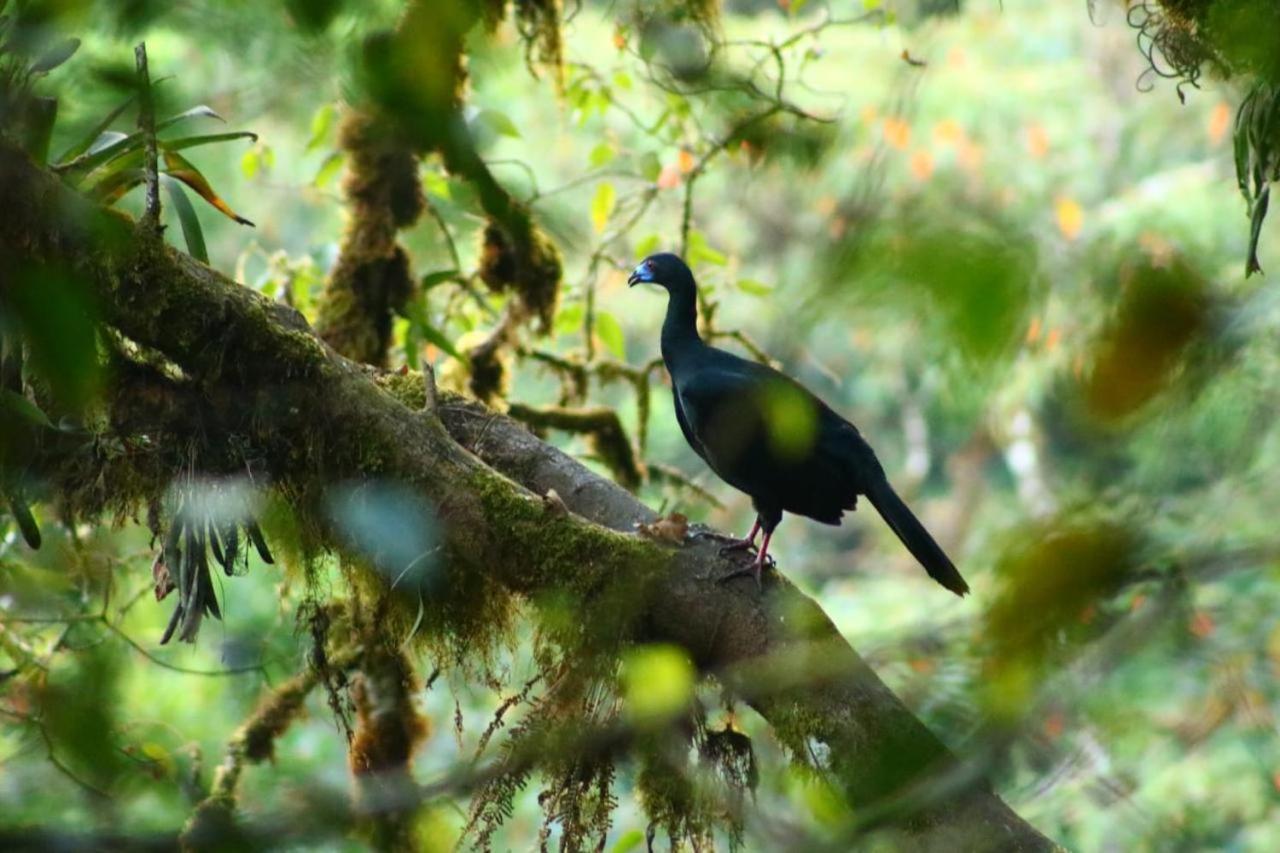 Entre Arboles Lodge San Gerardo de Dota Luaran gambar
