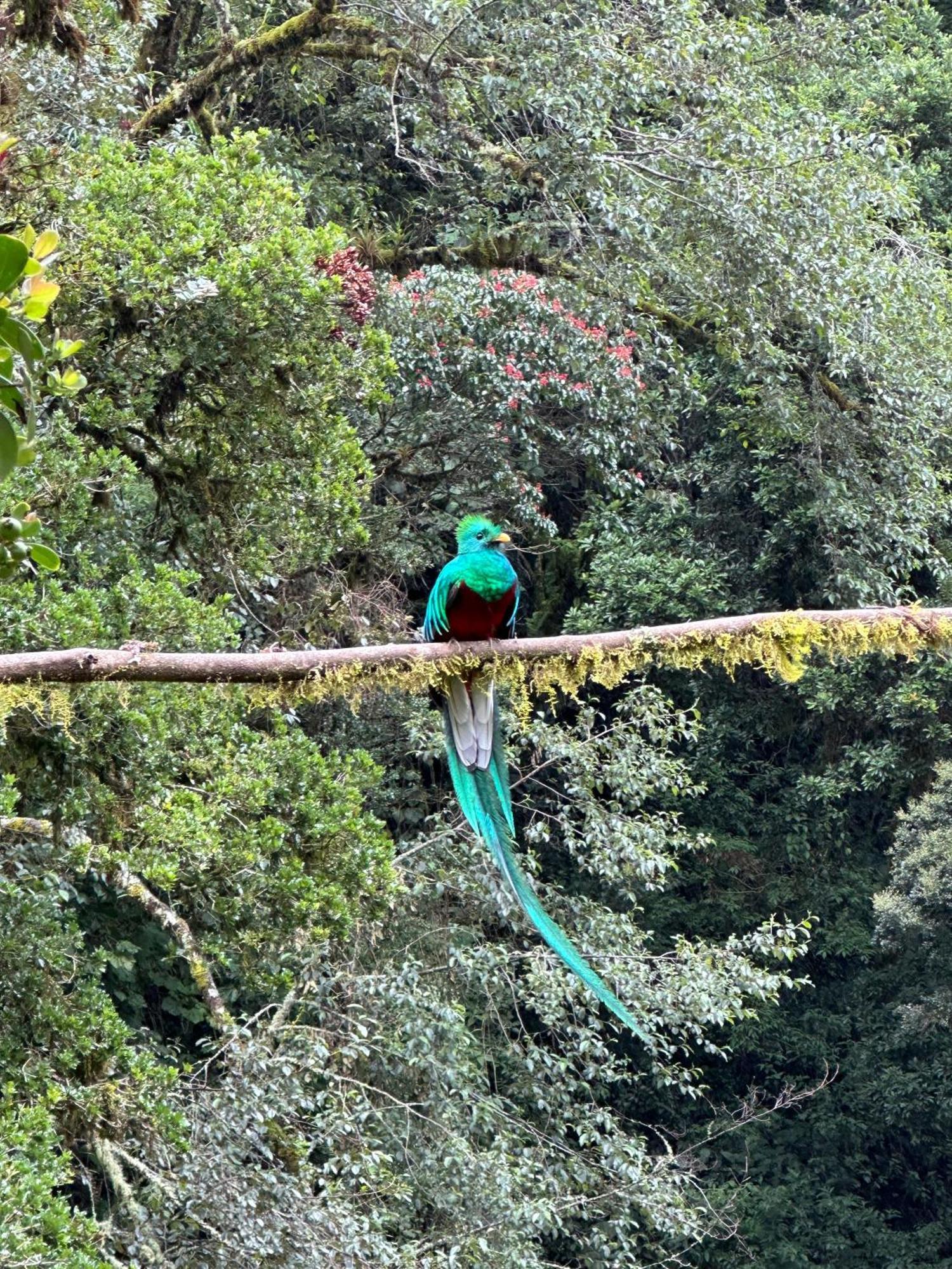 Entre Arboles Lodge San Gerardo de Dota Luaran gambar