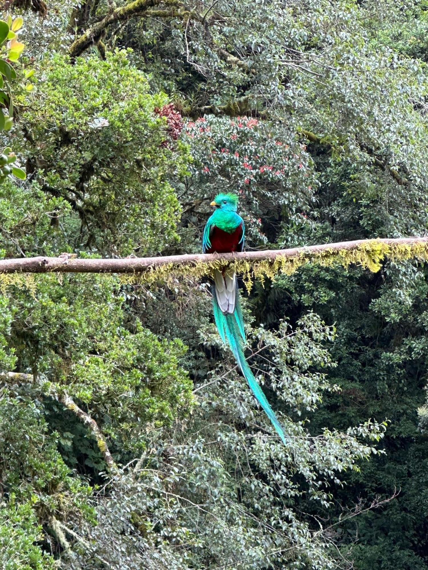Entre Arboles Lodge San Gerardo de Dota Luaran gambar